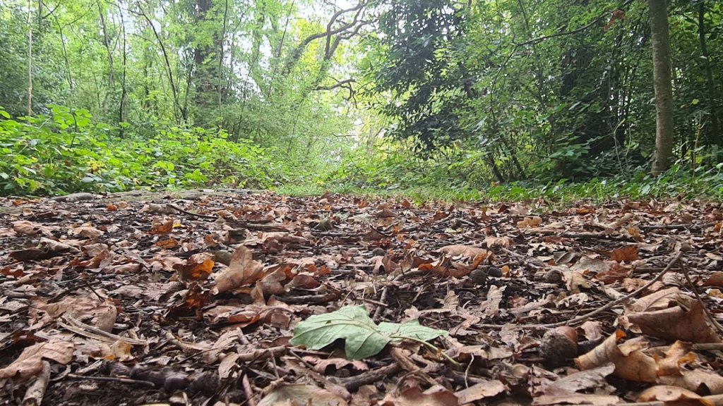 I stroll, therefore I&nbsp;am?