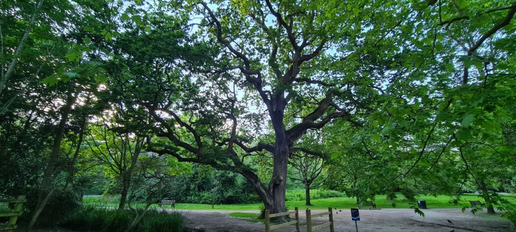 Reliable Transport Option