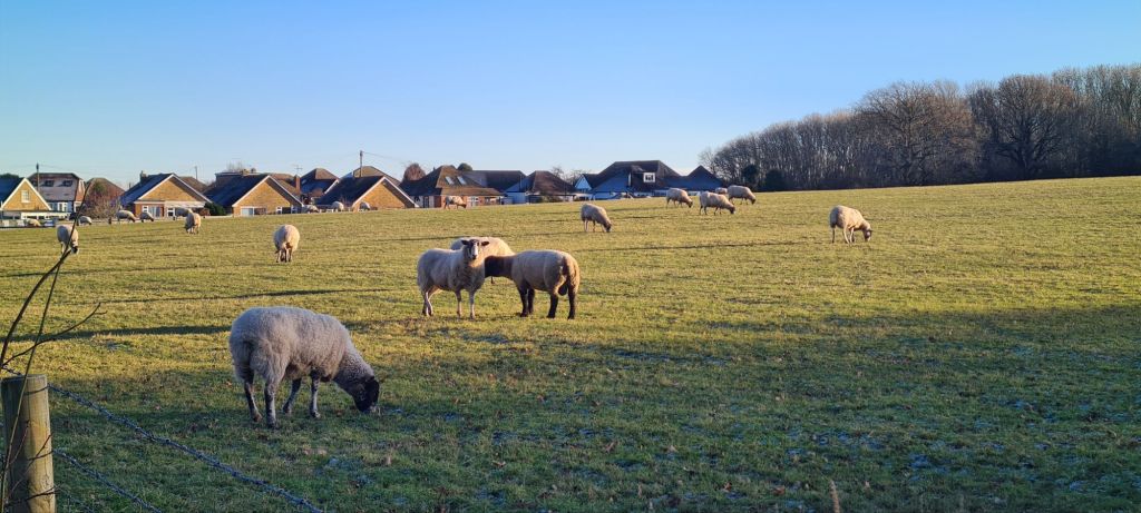 The year of the&nbsp;stroll…